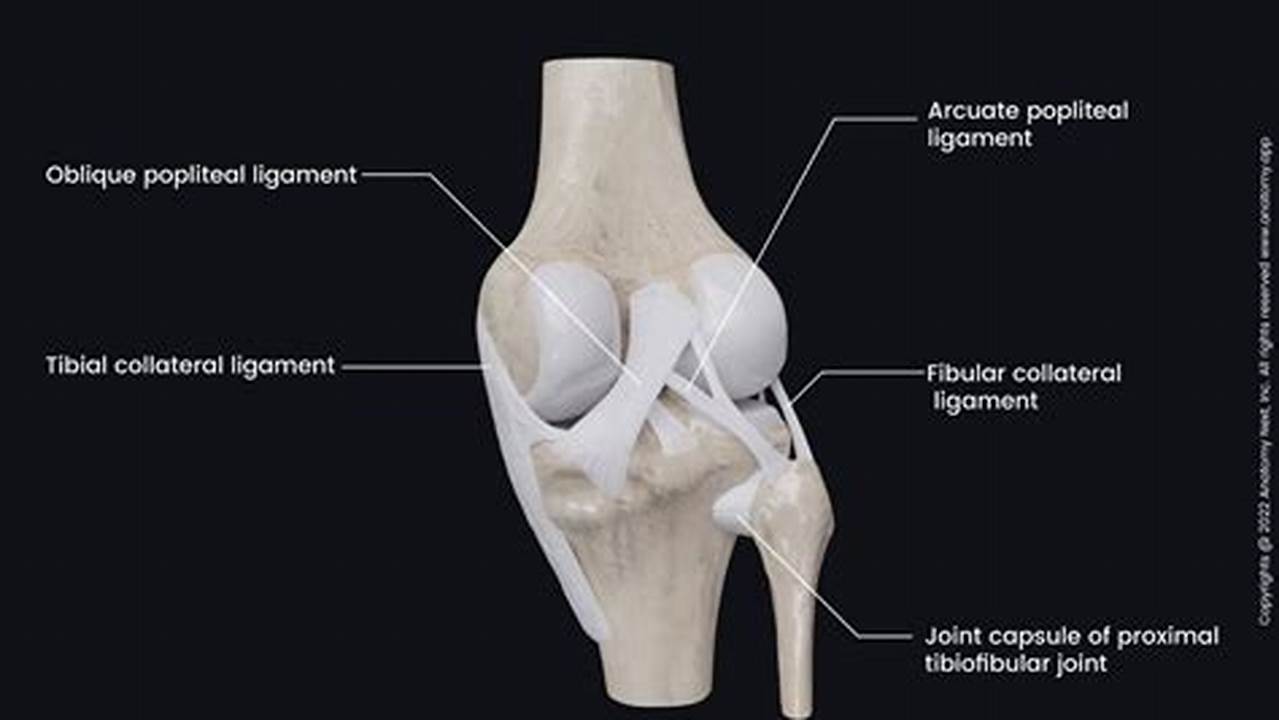 Intracapsular Ligaments Of Knee Joint