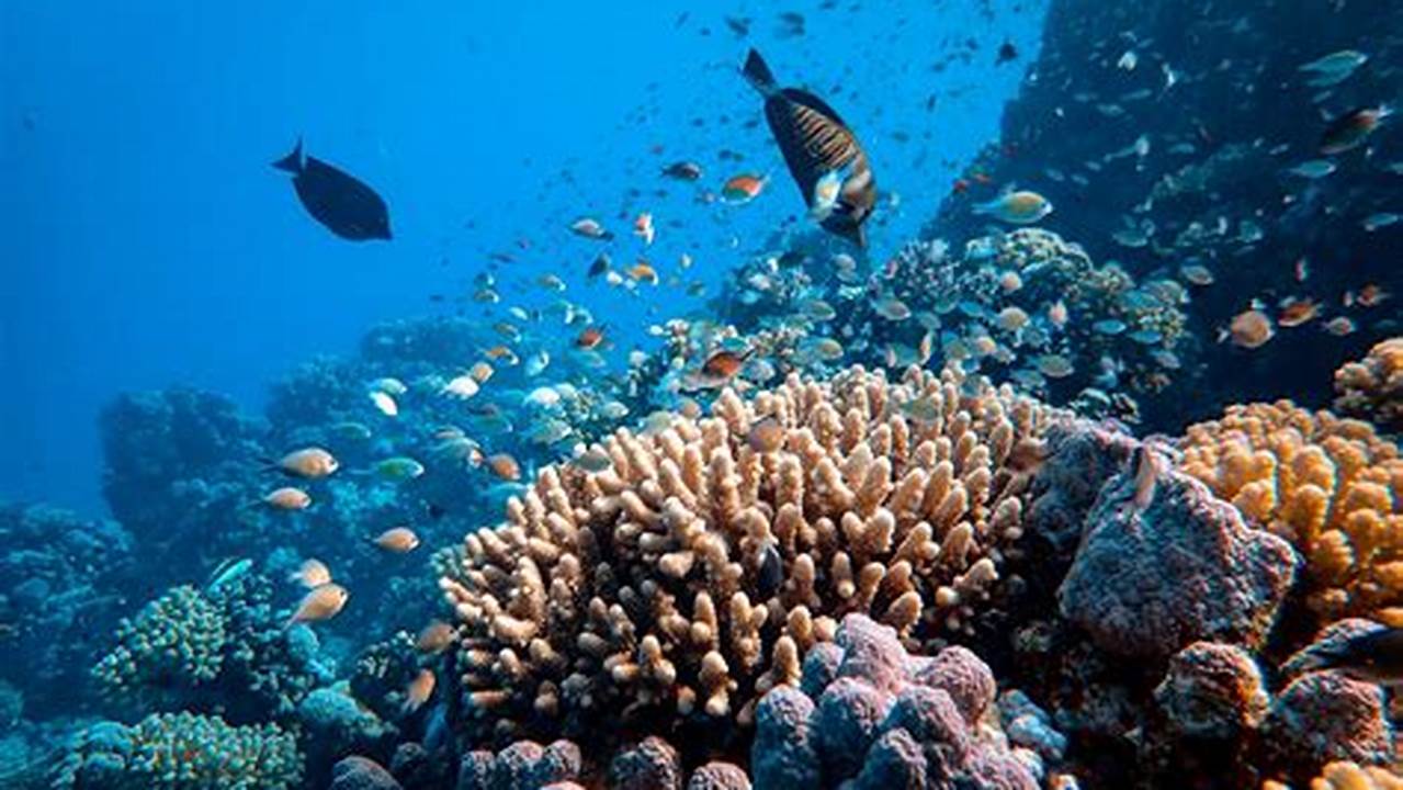 Invasive Species, Save Ocean
