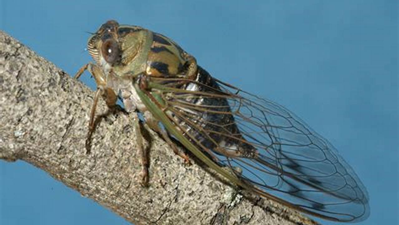 Is This A Cicada Year