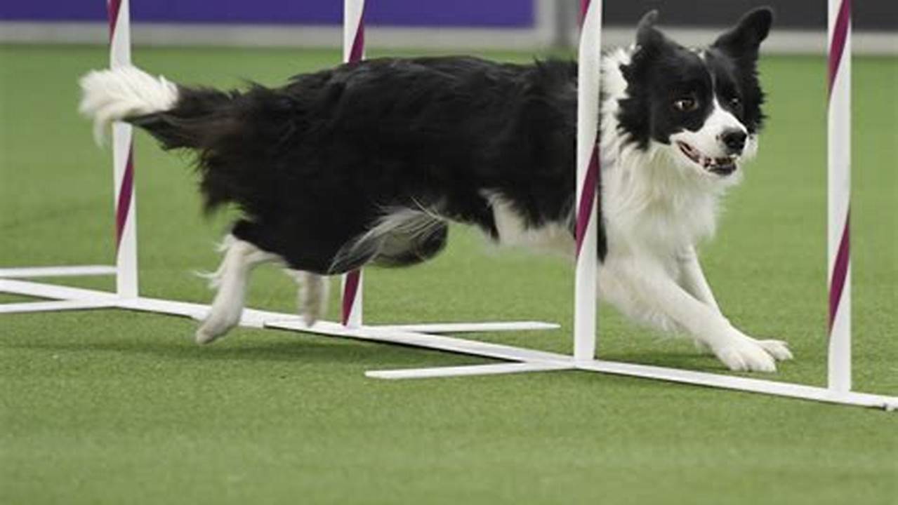 It&#039;s An Action Packed First Day In Store For You At The Greatest Dog Show In The World, Including Agility, Flyball, Displays., 2024