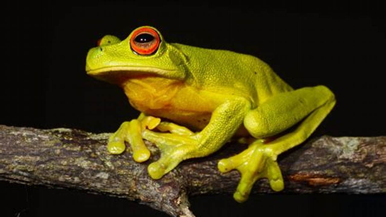 It Is Rapidly Gathering The Information We Need To Help Understand And Conserve Australia’s Frogs., 2024