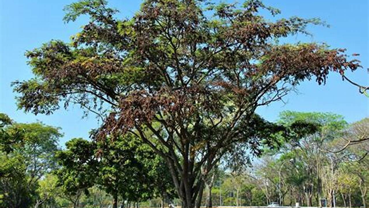 Jacarandá-da-baía, Plantas