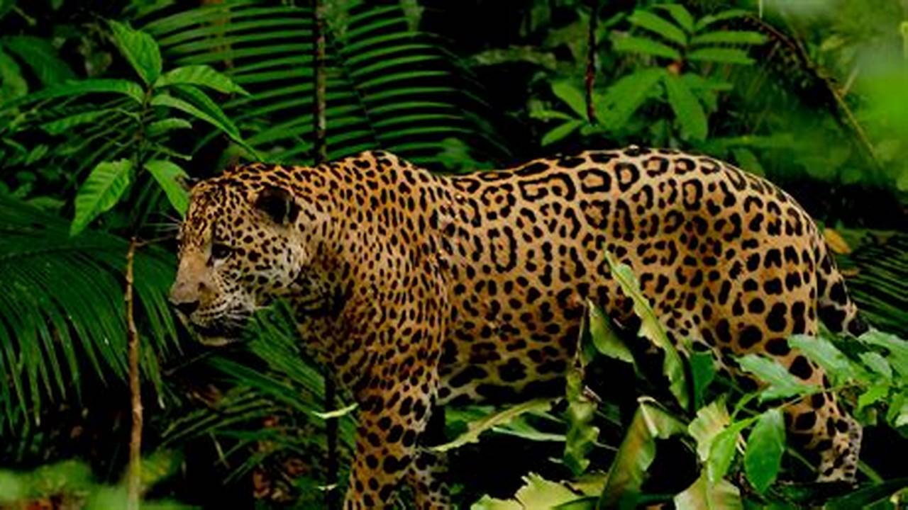Jaguar Endangered Species Amazon Rainforest