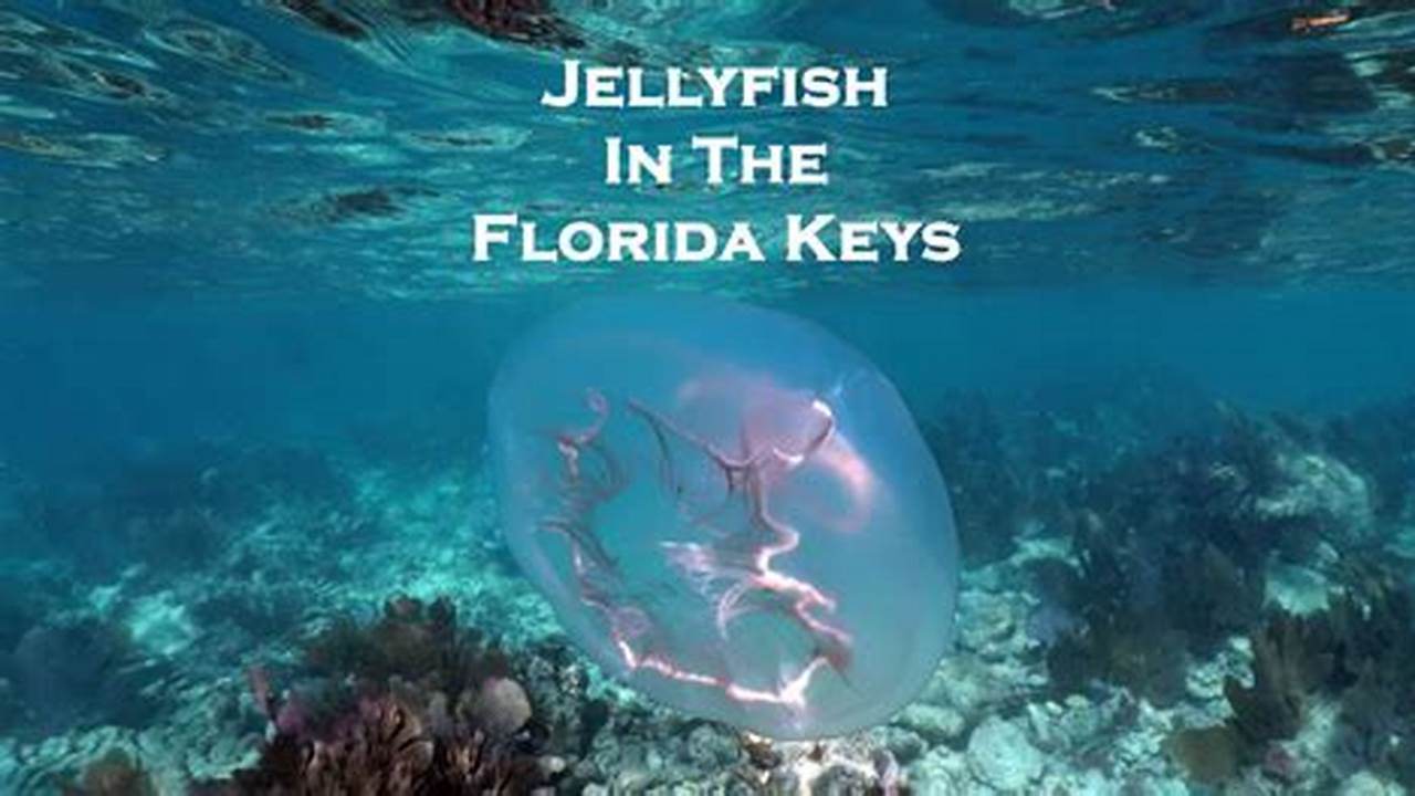 Jellyfish In Florida 2024