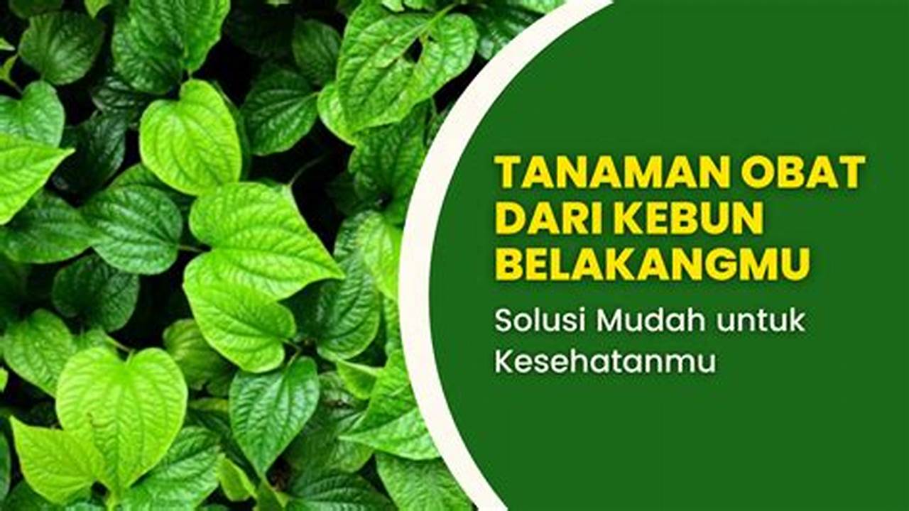 Jenis Ketepeng Merah, Tanaman Obat Keluarga