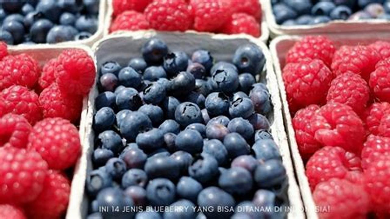 Jenis Blueberry, Resep6-10k