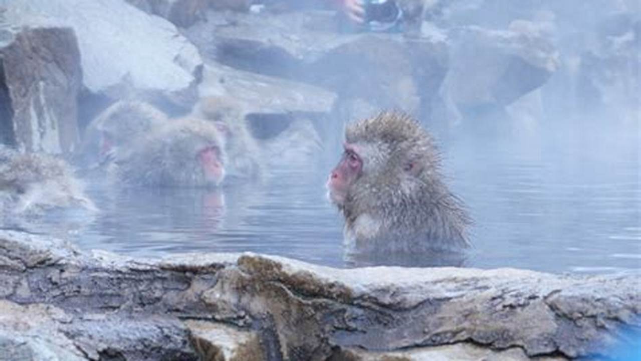 Jigokudani Snow Monkey Park Meet The Country’s Most Famous Monkeys., Images