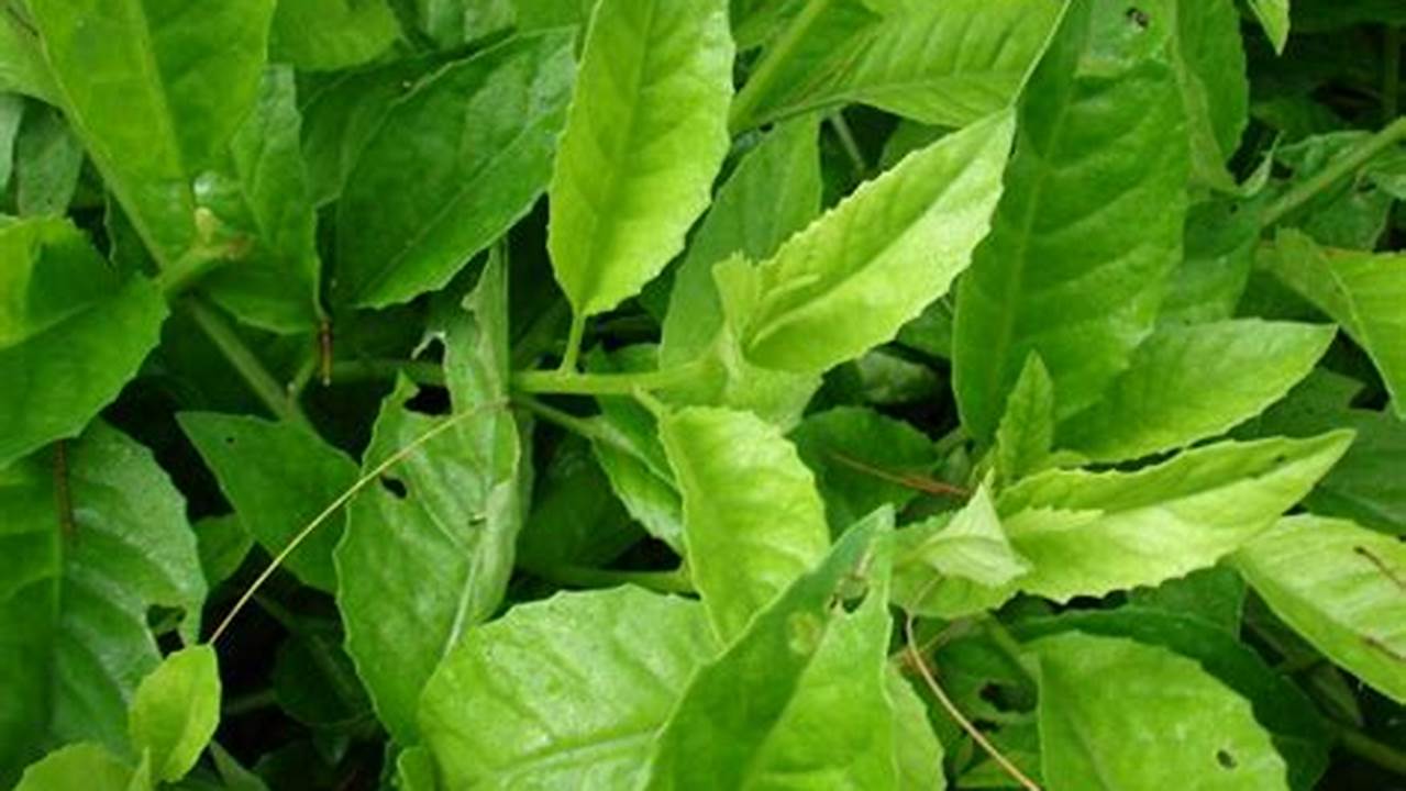 Kaya Flavonoid, Tanaman Obat Keluarga