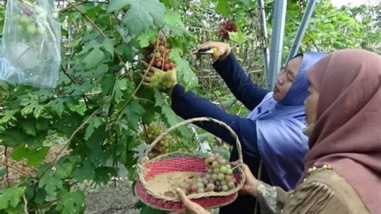 Kebun Anggur, Tourist Destination