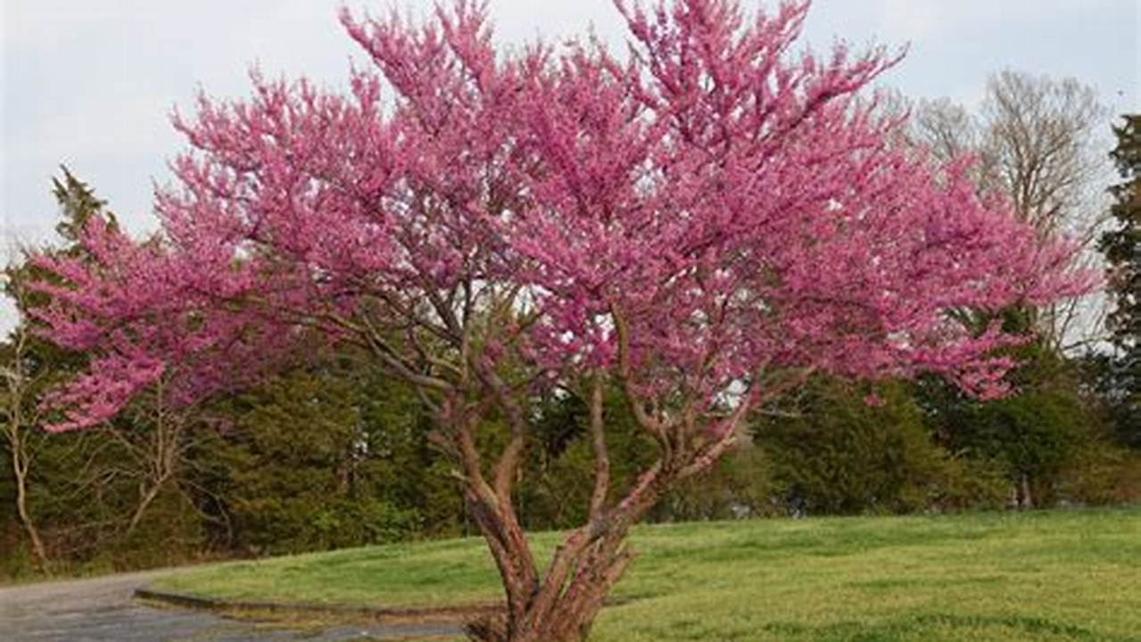 Keep Bartow Beautiful Will Supply Persimmon And Redbud Trees For 2024., 2024