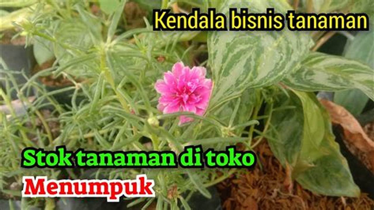 Kendala Bisnis, Tanaman