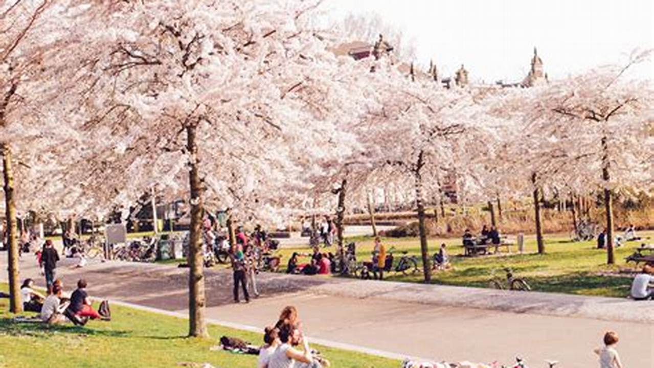 Kersenbloesempark, A Park In South Amsterdam, Has 400 Cherry Blossom Trees, With Tourists Calling It A Top Location To See Sakura In Spring., 2024