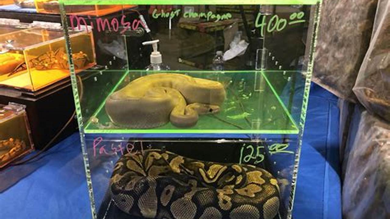 Knoxville Reptile Expo 2024 Corri Doralin, Going On Since 2013, This Expo Keeps Getting Better And Bigger!, 2024