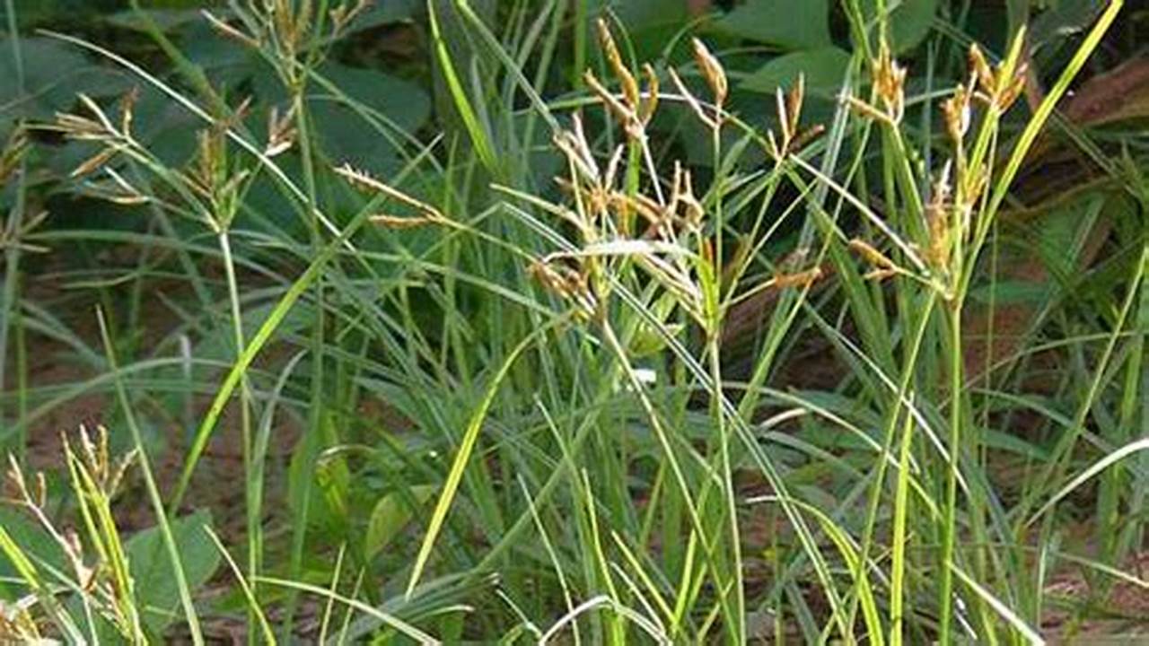 Rahasia Lokasi Ideal Rumput Jarum: Temukan Wawasan untuk Hasil Panen Maksimal