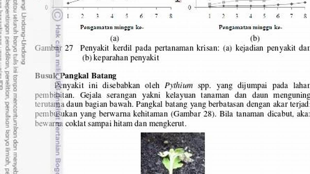 Rahasia Lokasi Ideal Tanam Krisan, Bunga Cantik Bernilai Ekonomis Tinggi