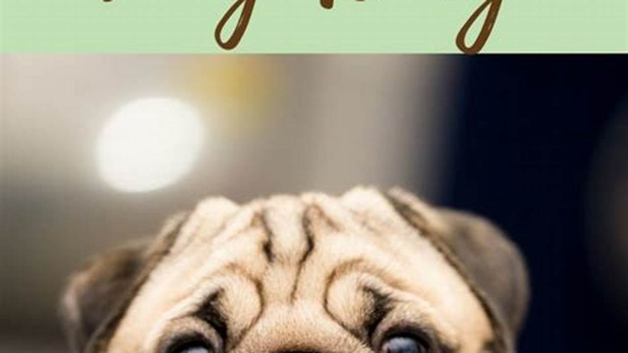 Learn About How You Can Celebrate National Pug Day,., 2024