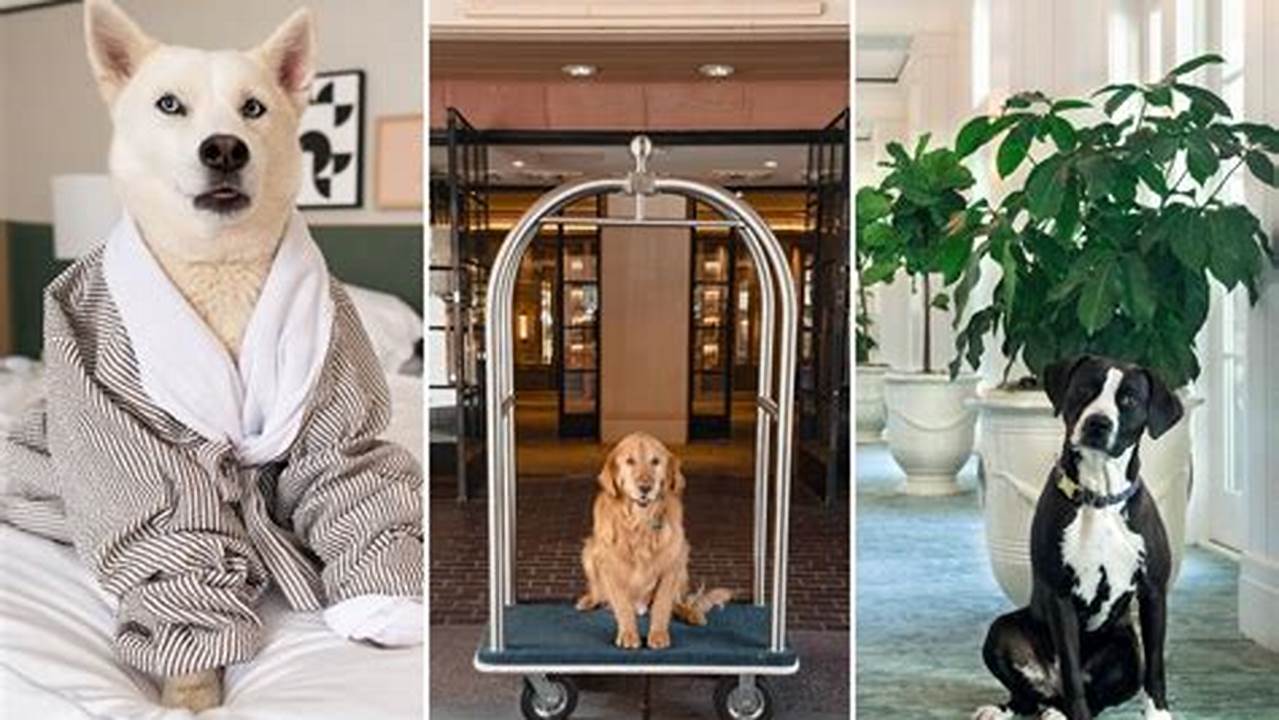 Less Stress For Guests, Pet Friendly Hotel