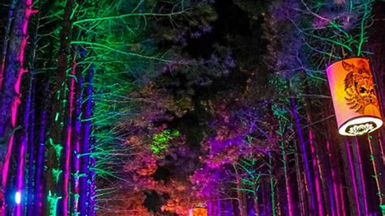 Lights In The Forest Festival 2024