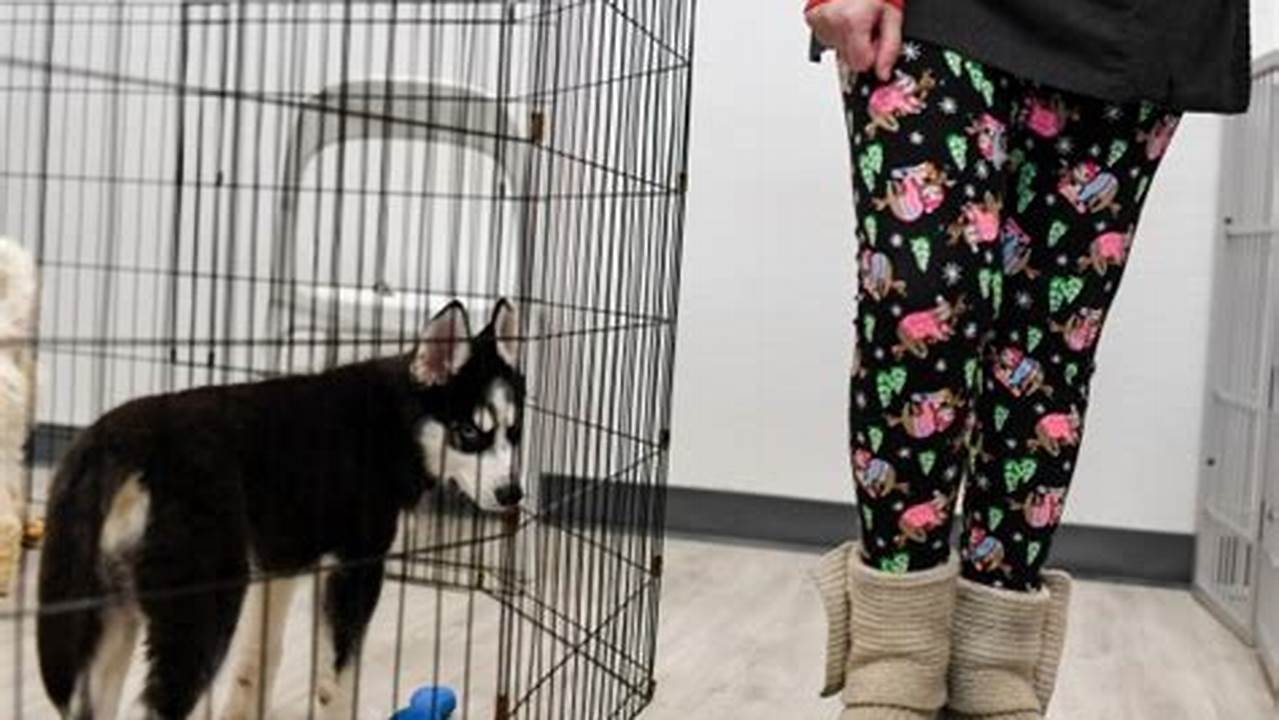 Littleton Passed A Law Banning The Retail Sale Of Cats And Dogs, Joining 15 Other Colorado Cities In A Bid To Decrease Commercial Breeding Operations., 2024