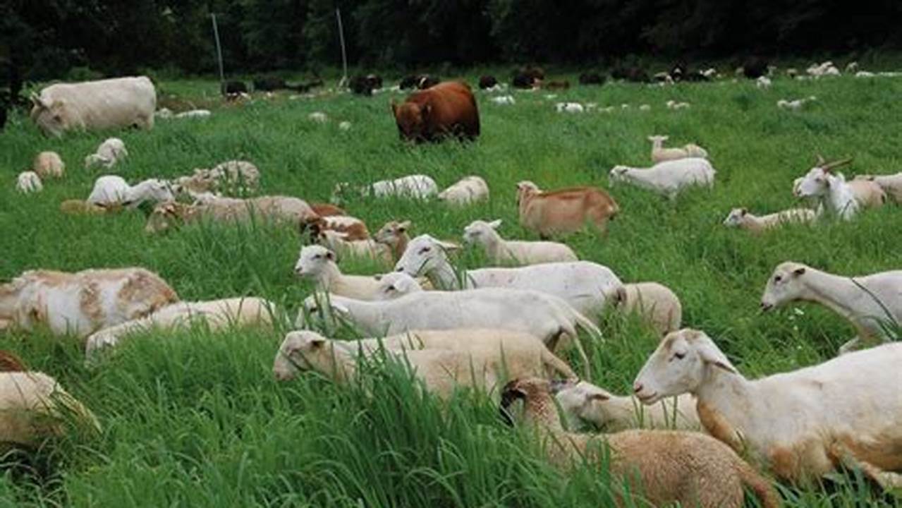 Livestock, Farming Practices