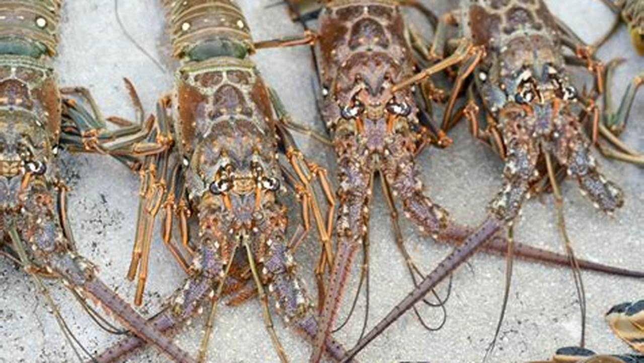 Lobster Mini Season 2024 Dates