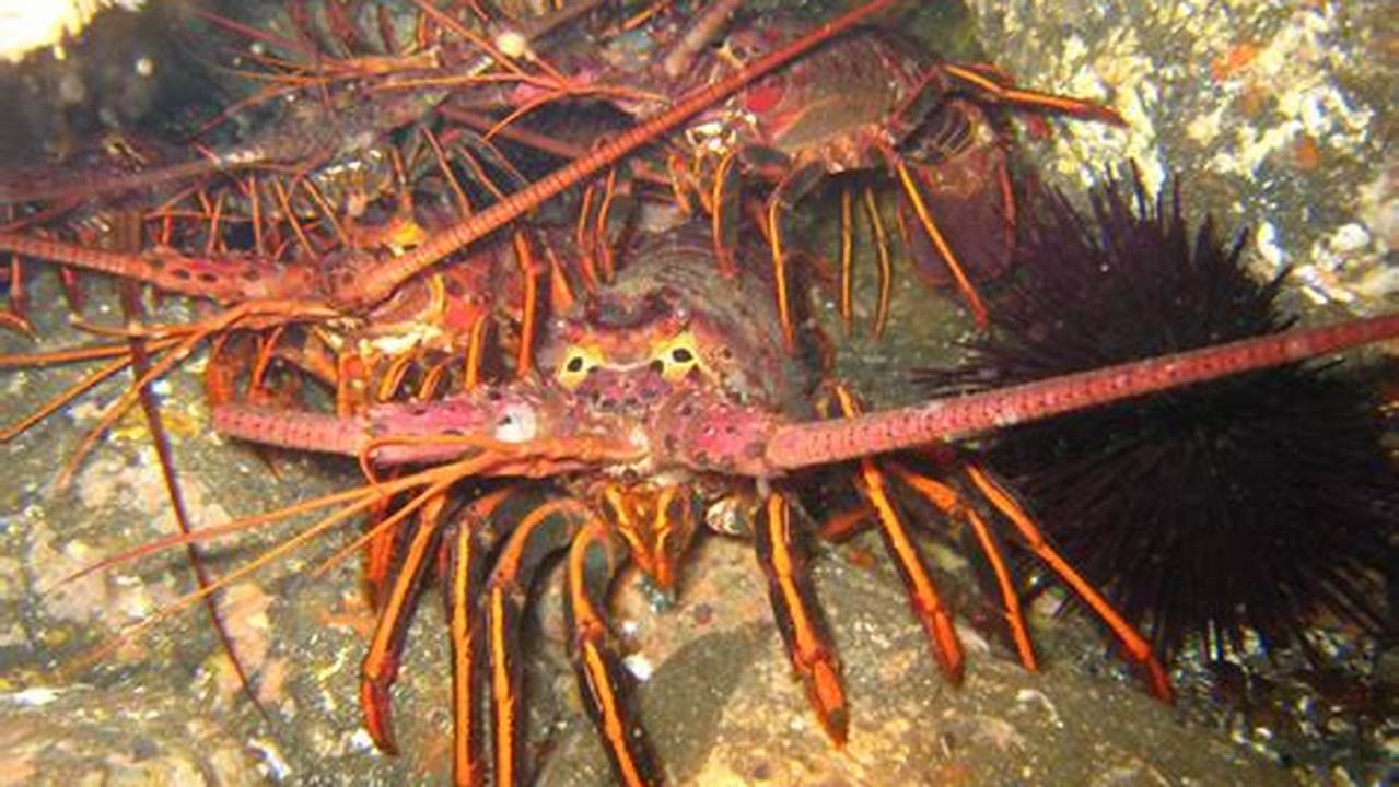 Lobster Season California 2024
