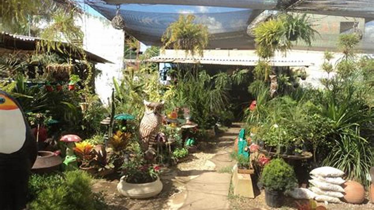 Lojas De Plantas Em Campo Grande, Plantas