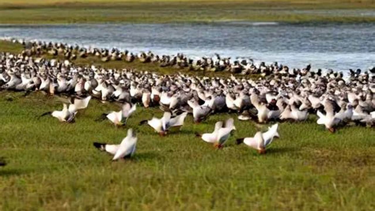 Louisiana 2024 Dove Season