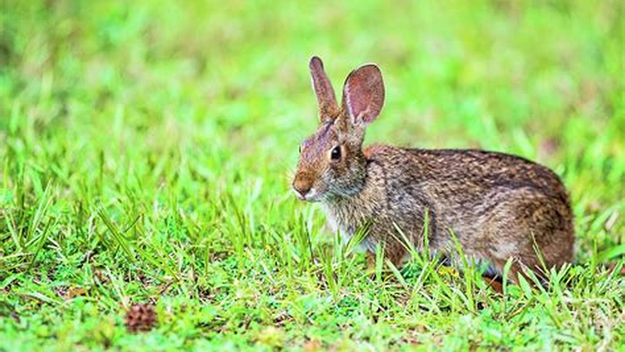 Louisiana Rabbit Season 2024