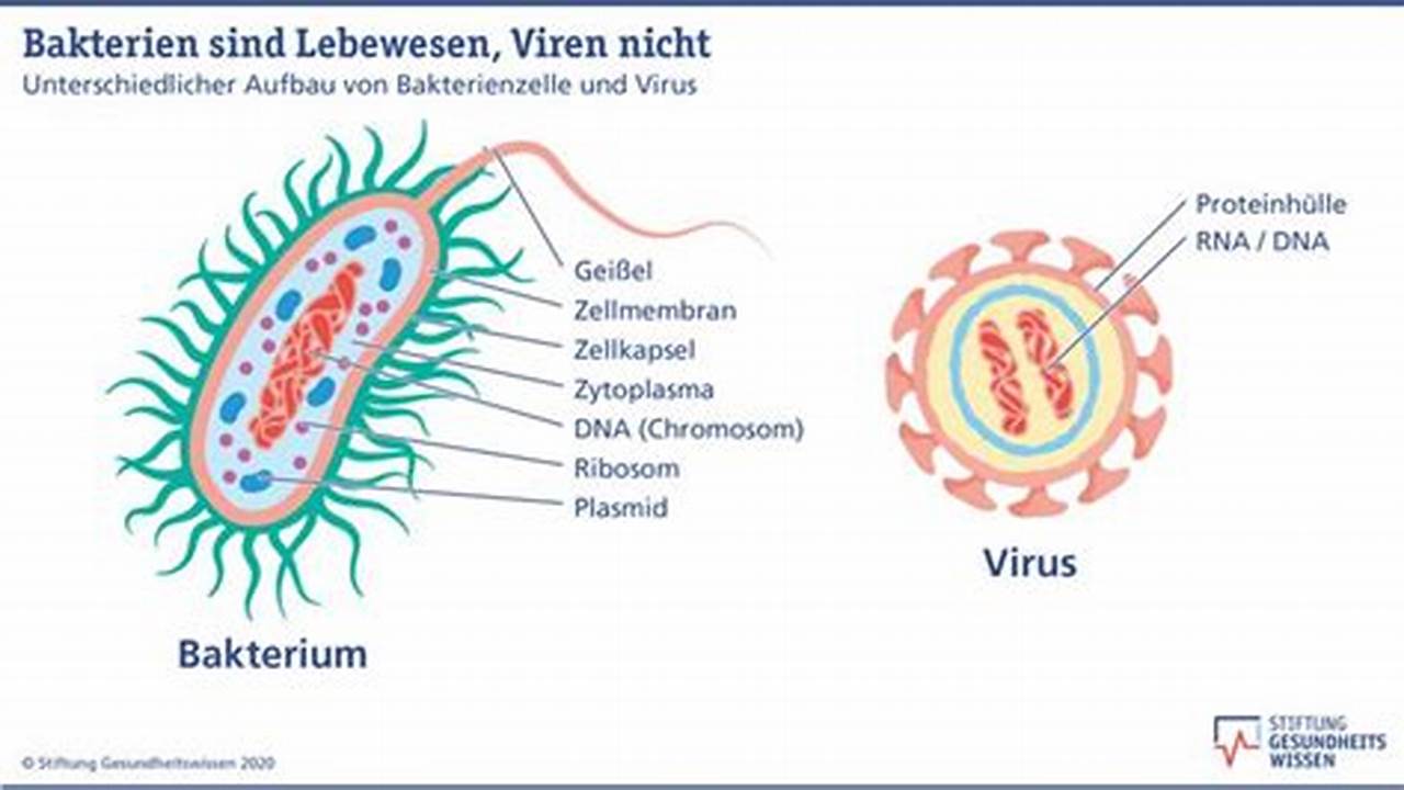 Lymphknoten Können Durch Bakterien Oder Viren Infiziert Werden., Wo