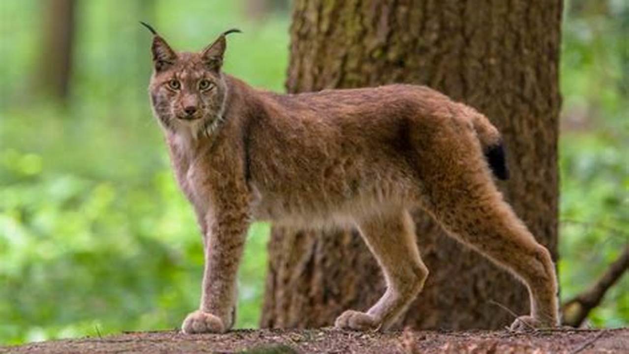 Lynx Meaning
