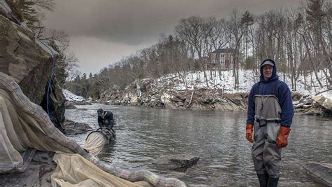 Maine Elver Season 2024