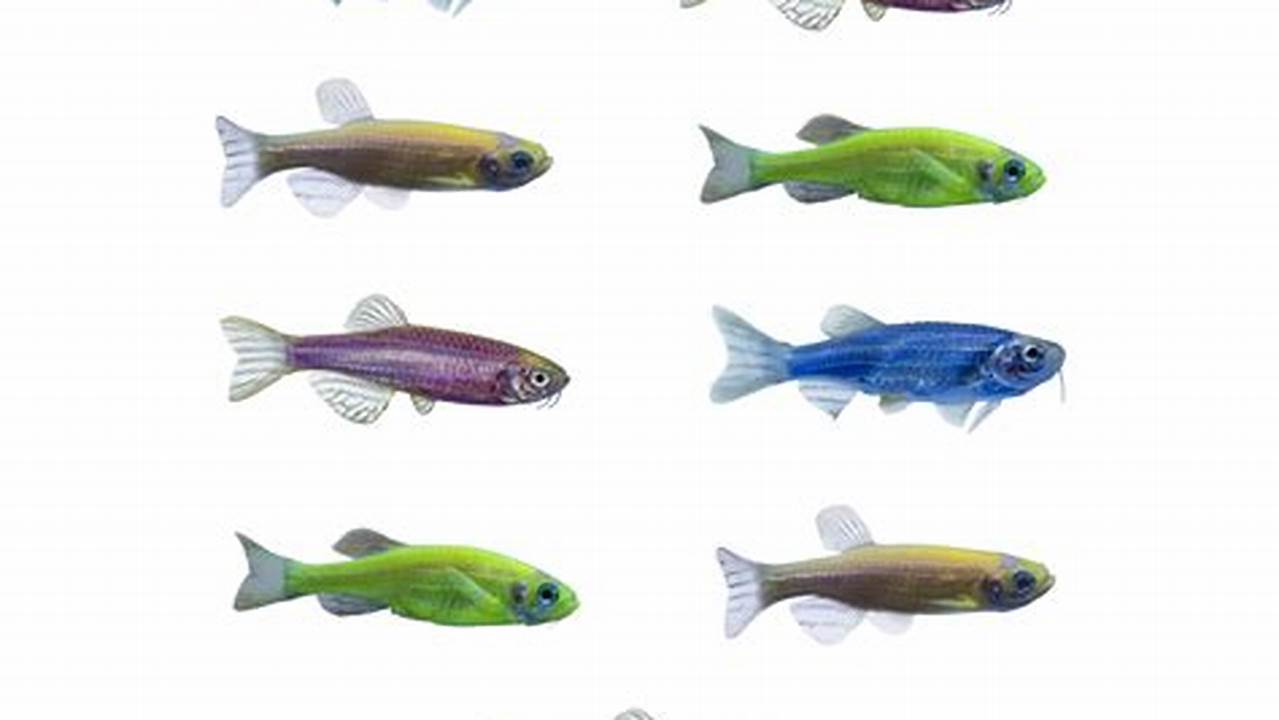 Rahasia Makanan Ikan GloFish Danio untuk Pertumbuhan Optimal dan Warna Cemerlang