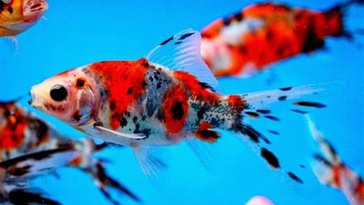 Rahasia Makanan Tepat untuk Ikan Mas Koki Shubunkin Sehat dan Berkilau