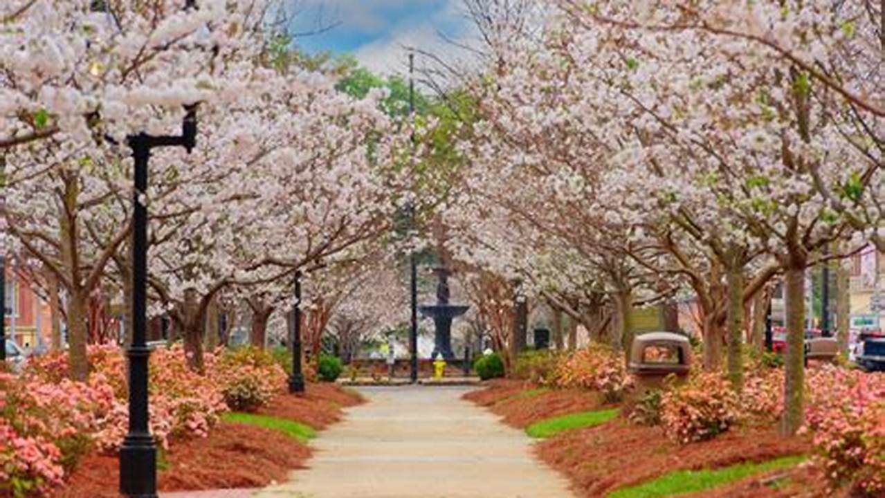 Make The Drive To Macon, Georgia For An Epic Celebration Of Cherry Blossoms., 2024