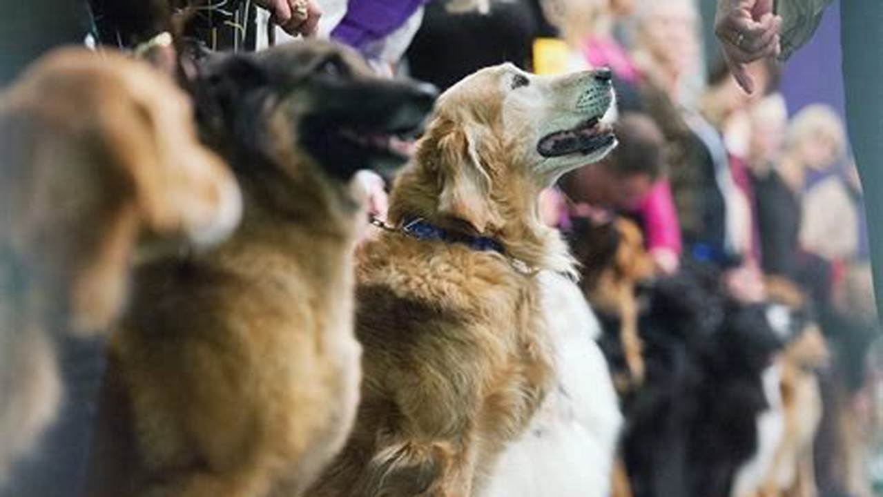 Man&#039;s Best Friend Is Coming To The Big Stage On Monday When The Westminster Dog Show Returns For Its 147Th Run., 2024