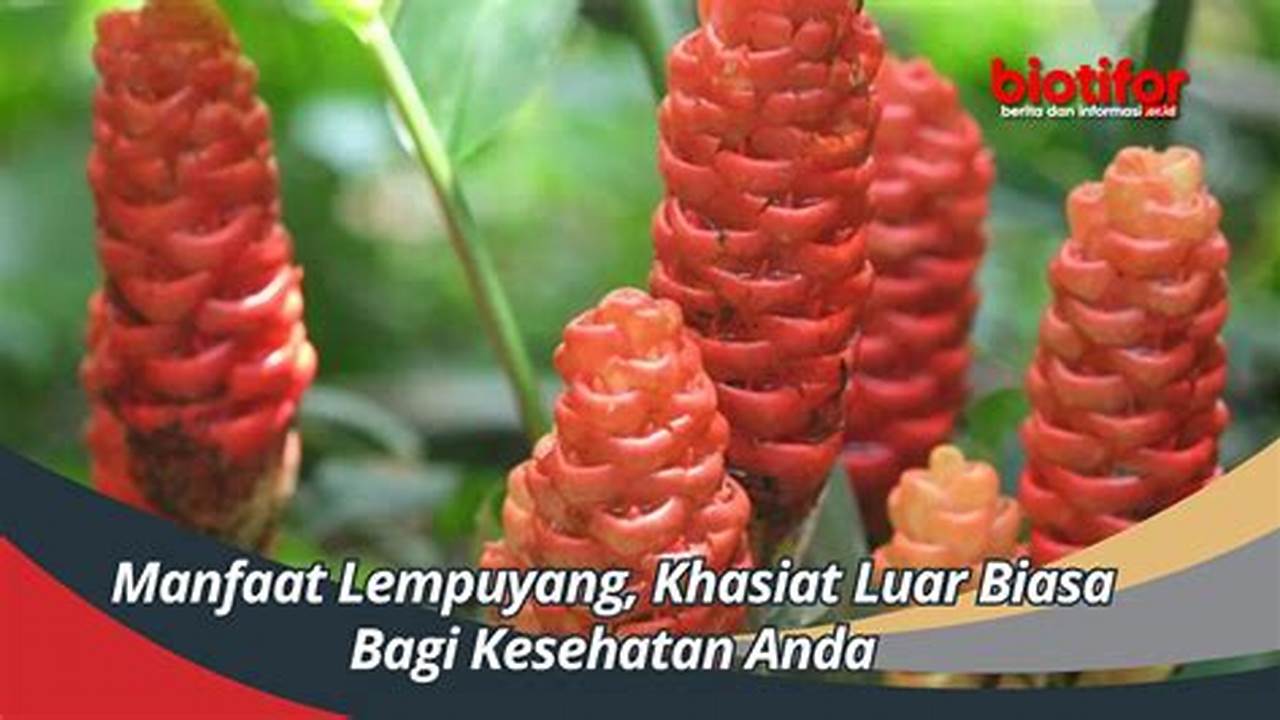 Manfaat Tanaman Lempuyang Bagi Wanita