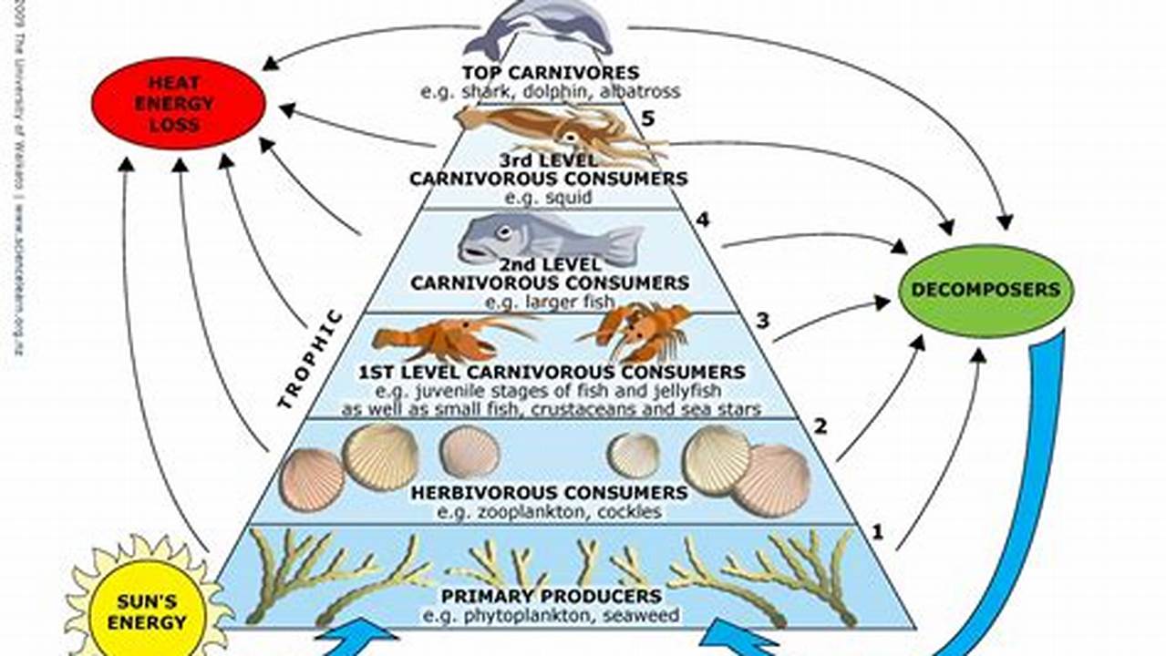 Marine Ecosystem Food Web Examples