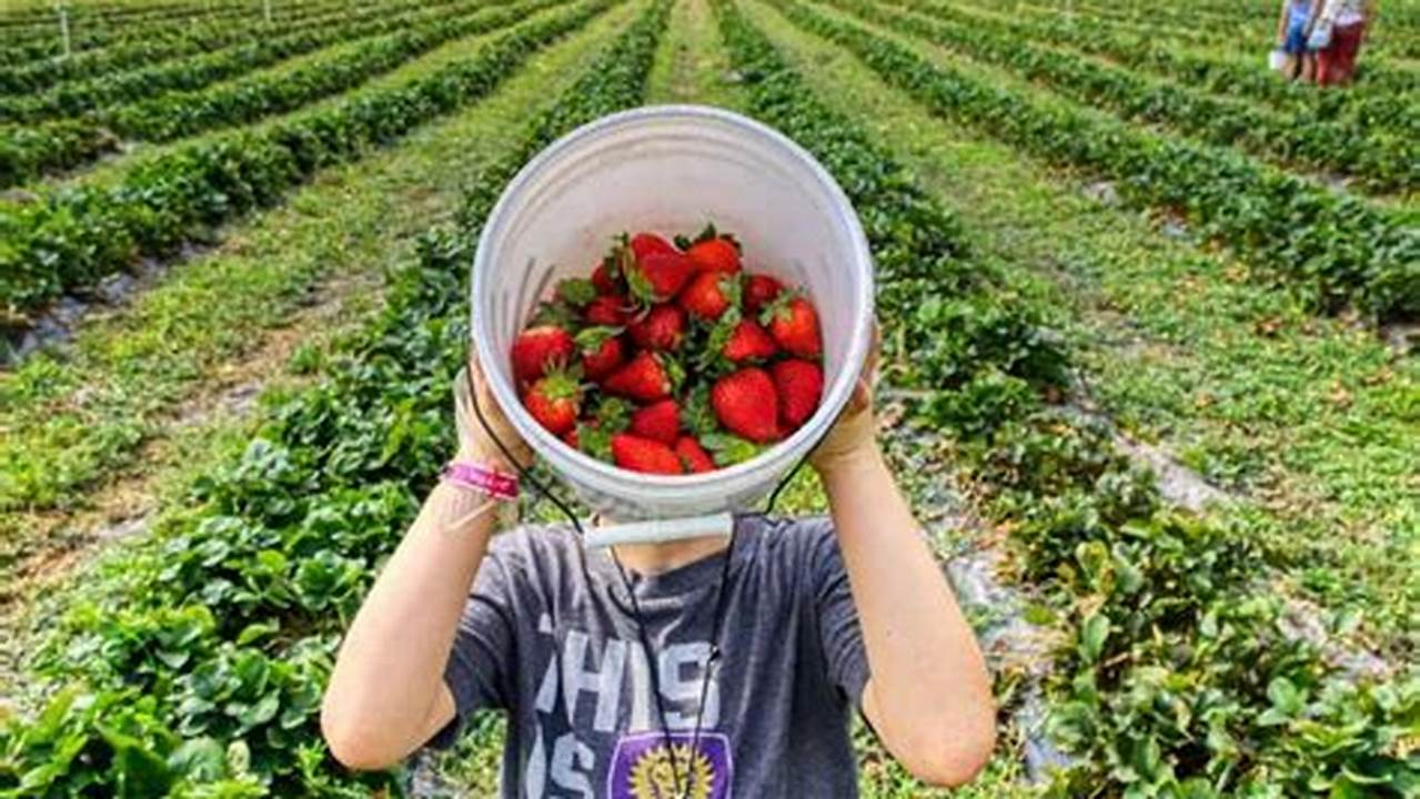 Marks The Prime Strawberry Harvest Season., 2024