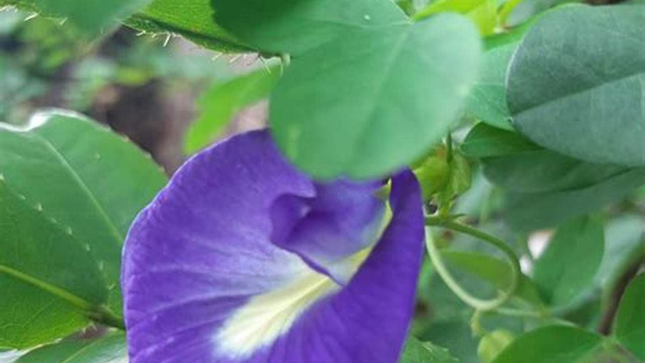 Rahasia Terungkap: Atasi Masalah Bunga Kembang Telang & Optimalkan Keindahannya