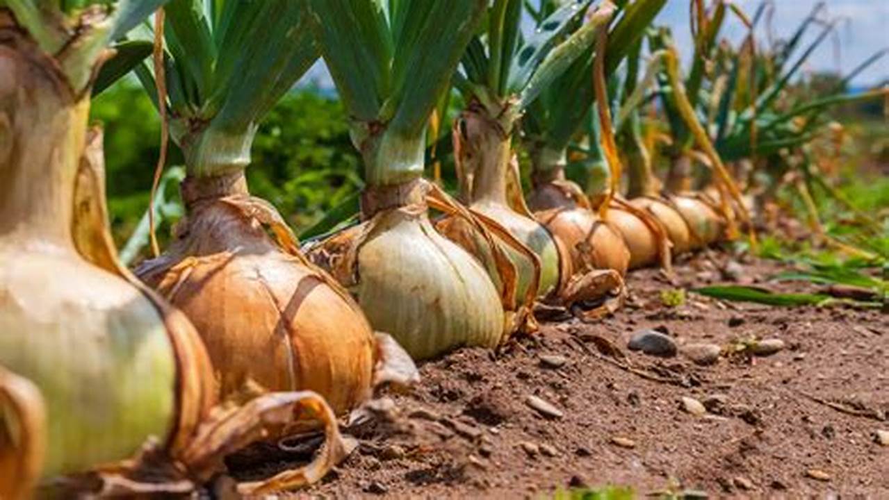 Melhor Epoca Para Plantar Cebola De Cabeça