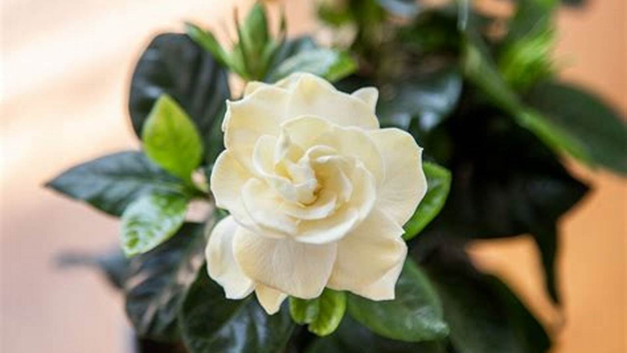 Rahasia Menanam Bunga Gardenia di Pot yang Bikin Takjub!