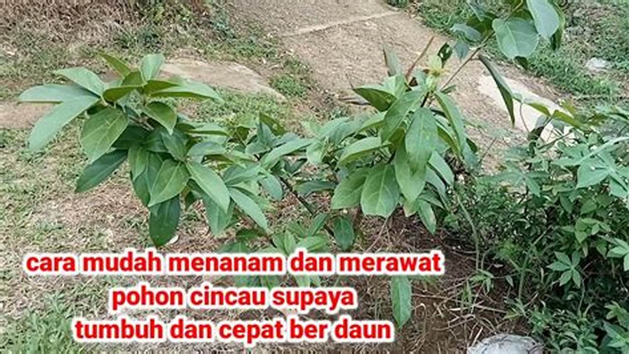 Menanam Pohon Cincau Pun Mudah, Serta Dengan Perawatan Teratur Pohon Cincau Akan., Pohon