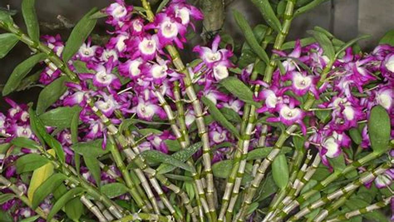 Panduan Ampuh Merawat Anggrek Dendrobium di Dalam Rumah Anda!