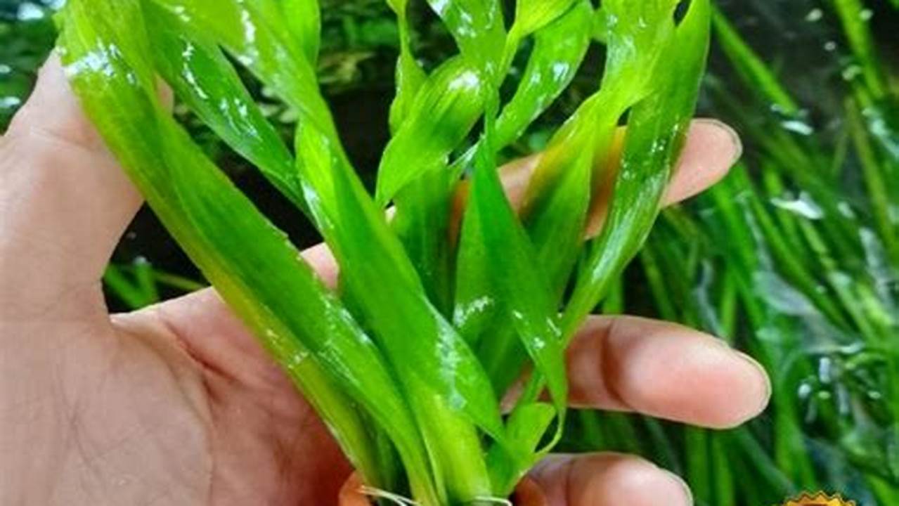 Rahasia Terungkap: Panduan Menanam Tape Grass (Vallisneria spiralis) di Dalam Pot