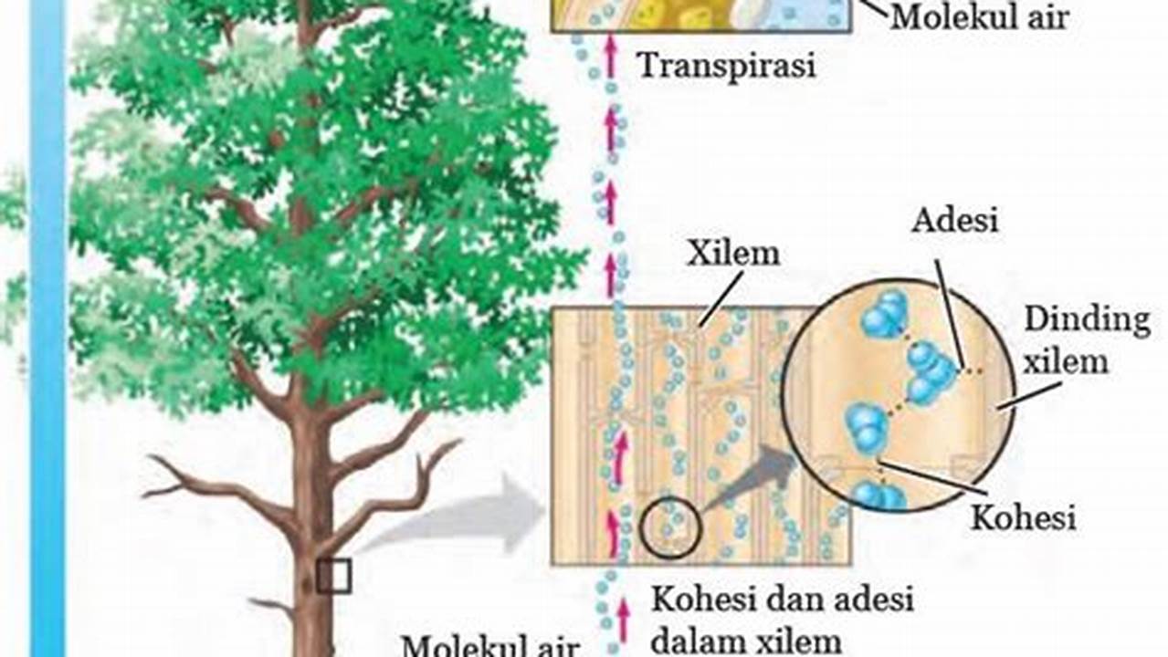 Mengatur Suhu, Tanaman