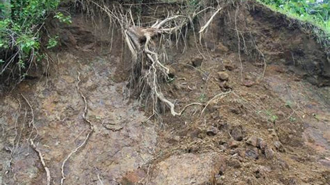 Mengurangi Erosi Tanah, Tanaman