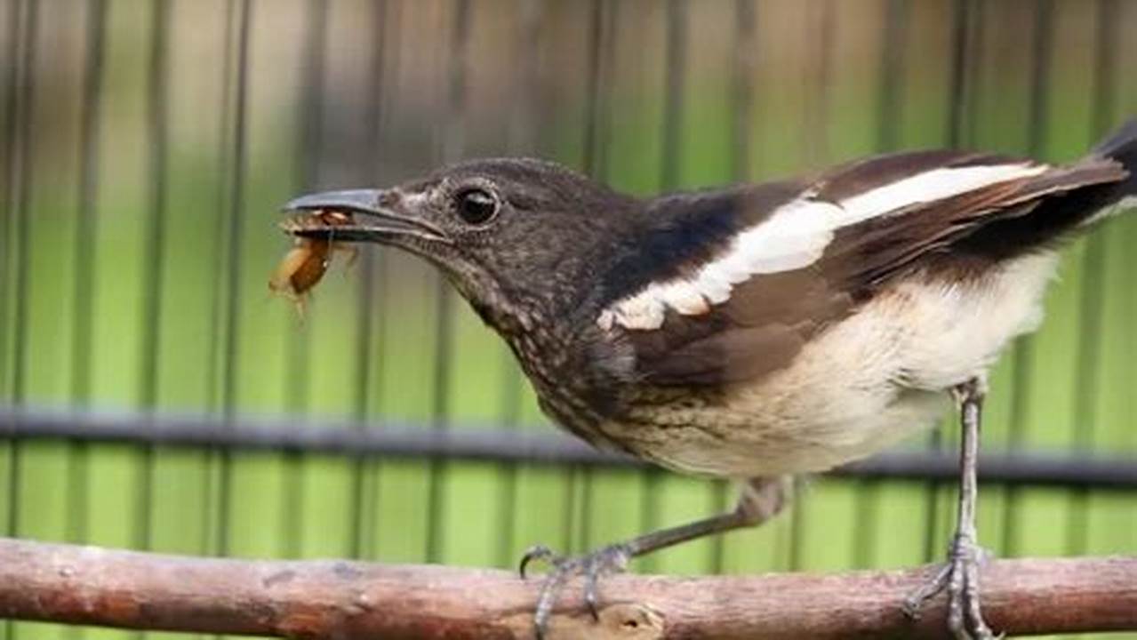 Meningkatkan Nafsu Makan Burung, Manfaat