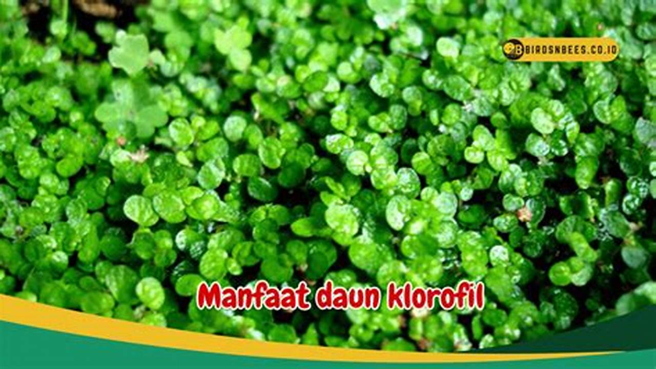 Meningkatkan Produksi Klorofil, Manfaat