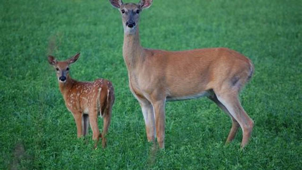 Michigan Antlerless Deer 2024